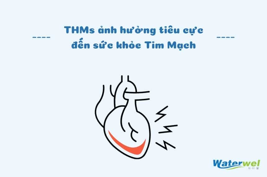 Ảnh hưởng của THMs đối với tim mạch